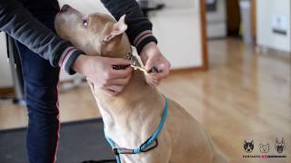 Dog Training Tip: How to size and fit prong collar | Funtastic K9 Training