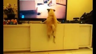 Excited Dogs Watching TV