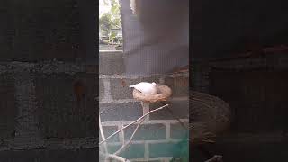 Mulai nelor di AVIARY #cover #burung #perkututlokalalamgacor3detiklangsungikutanbunyi