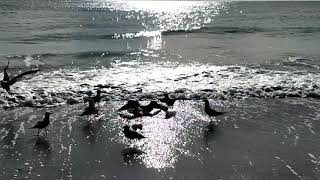 Epic Hunger-Driven Avian Tug-of-War in Myrtle Beach, South Carolina