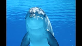 10 Ways Dolphins Are Just Like Humans