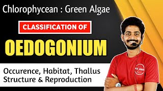 Chlorophyceae : Oedogonium Algae in Hindi | Oedogonium Habitat, Thallus Structure, Reproduction