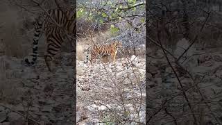 Ranthambore #viral #india #ranthambore #shorts