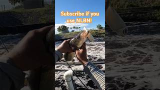 NLBN!!! #subscribe #nlbn #snook #spillway #freshwater #fyp #trending #outdoors #fishing #fl