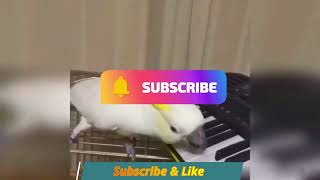 Piano Parrot  | Comedy Shorts | Comedy Animals | Comedy Pets | Funny Videos  #Shorts