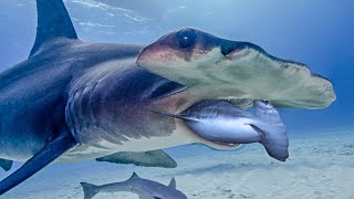 Hammerhead Sharks: The Unusual Predators Of The Ocean