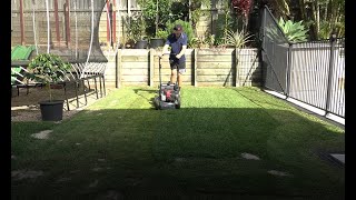 MINI SIR WALTER LAWN RENOVATION // The Friday Arvo Reno!