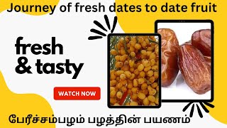 பேரீச்சம் பழத்தை எப்படி பழுக்க வைப்பது | How to ripen date fruit