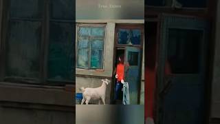 Loyal goat saves owner's life #shorts