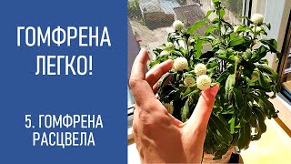 ГОМФРЕНА - ЛЕГКО! Гомфрена расцвела