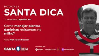 Como manejar as plantas daninhas resistentes no milho? | Santa Dica Temp. 2 Ep.23