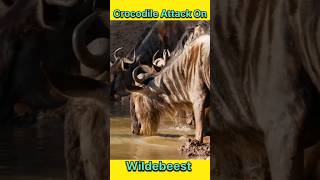 Crocodile attack on wildebeest #animals #wildanimal #shortsviral