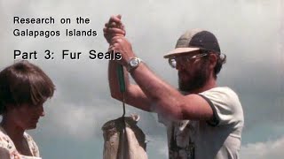 Research on the Galapagos Islands, Part 3: Fur Seals in Cabo Hammond.