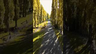 Your sign to visit the Golden Poplars in Meadow Flat NSW🍂 #goldenpoplars #autumn #visitnsw #sydney