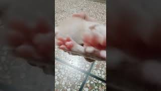 New born kitten/cute kitten😺/kitty/Persian kittens/beautiful kittens#shorts#tiktok#cat#kitten