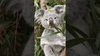 Koala sedang makann #shortvideo #yearofyou #shorts #koala