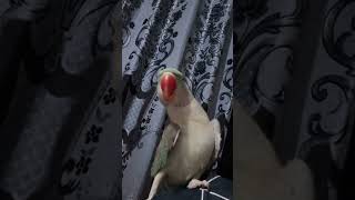 Say MashAllah❤😂 #viralvideo #unfezzmyaccount #birds #pleaseunfrezzemyaccount