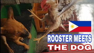 WHEN THE ROOSTER MEETS THE DOG | FUNNY PETS GOOD VIBES