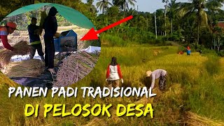 Panen padi tradisional di desa Besuki Panggul Trenggalek Jawa timur