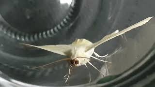 Weird moth tongue. Swallow Tail moth drinking from a water droplet. Close up