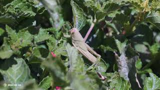 Grasshopper in the Green