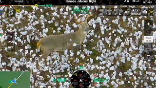 Bucks and Bobcat - DJI Mavic 3T Thermal