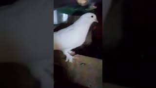 Beautiful white pigeons Nest - the eggs. chicks..