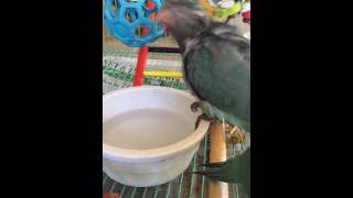 7 week olds Quaker Parrots first bath!