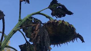 Harvesting a 14-Foot GIANT Sunflower!