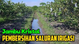 Pembersihan Saluran Irigasi Kebun Jambu Kristal