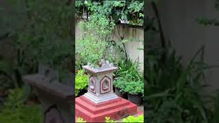 Tulsi ka poudha संकेत दे।।#viralvideo