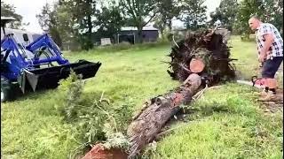 How to remove a dying tree