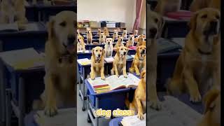 Dog class | funny dog #short #funny #dog #doglover #animalshorts