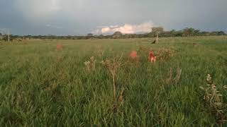 brachiaria decunbens: é boa ou ruim?