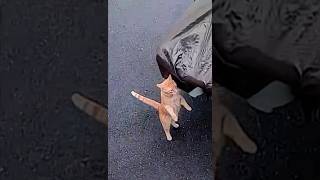 🤣😺What is the cat doing?闖入監控的貓咪 #funny #cat