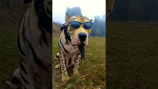 Dengerous Tiger Dog #shorts