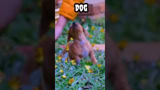 cute dog #shorts #viral #trending