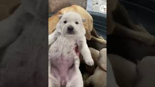 Wow, Look At These Adorable Cute Puppies So Cute! 🐶😍😘 -EPS1079 #puppieshorts