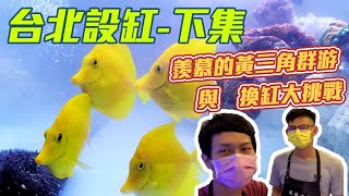 【藍箱水族】台北下集 羨慕的黃三角群游＋換缸大挑戰！