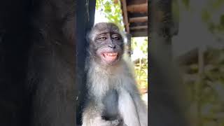 Poor monkey who was sleeping in memory woke him up