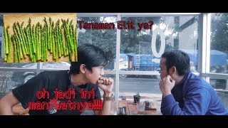 ASPARAGUS Tanaman ELIT? Oh ini MANFAATNYA!!!