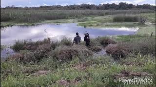 TARARIRAS NEGRAS EN EL ESTERO