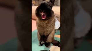 rabbit and funnyvideo🤩#viralvideo #youtubeshorts #shortvideo#viralshort #4kvideo#trending#cut rabbit