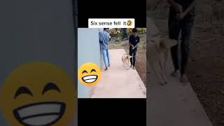 #shortsfunny #shortsfunnyvideo #dogfunnyvideos