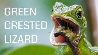 Green crested lizard feeding on prey