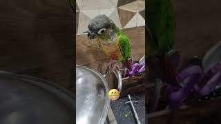 chori pakdi gayi 😁#shorts #funnybirds #funny #funnyparrot #dinnertime #myvlog#petslover