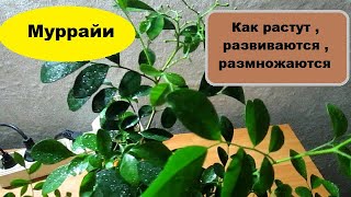 Муррайи : как развиваются  , растут ,  размножаются