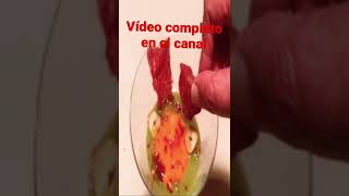 🍳Canal COCINA Sopa de Ajo/ receta ESTRELLA Michelin