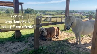 Can my Shetland Pony tell if I am afraid ? TV episode 507