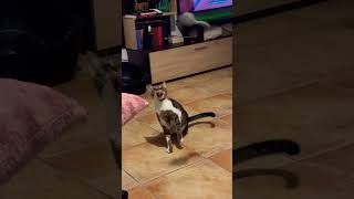 #cat #catvideos #cats #catlover #love #funny #gameplay #cutty